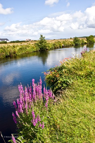 Flowers beside the Owenea river, Co. Donegal.jpg